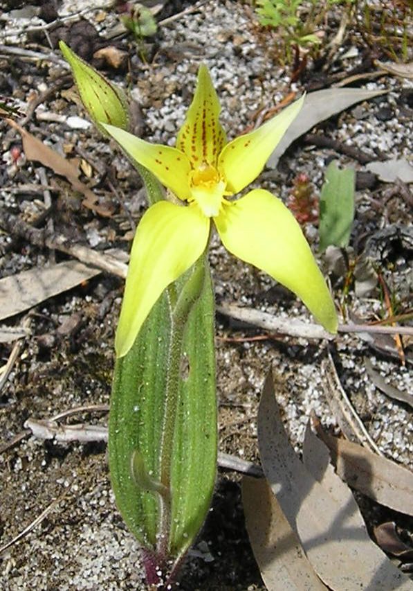 Caladenia flava
